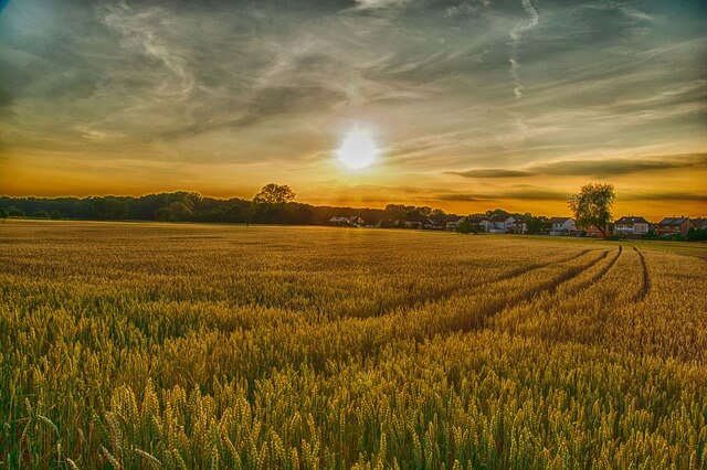 Agricultural economics masters thesis